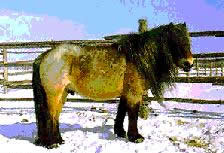 YAKUT